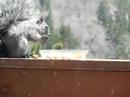 Squirrel on the Balcony Squirrel on the Balcony