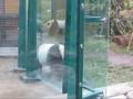 Yang Yang & Long Hui waiting for their snack