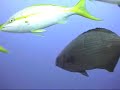 Roatan feeding frenzy