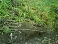 MOV01146.3GP