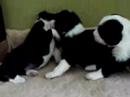 Puppy wrestling czyli zapasy szczeniaków Puppy wrestling czyli zapasy szczeniaków