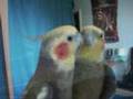 Neo & Yellow (Cockatiels)