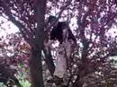 gramo-descending-from-a-tree.html