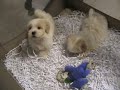 female lhasa/bichon puppies for sale!