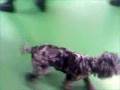 Bailey in puppy play group