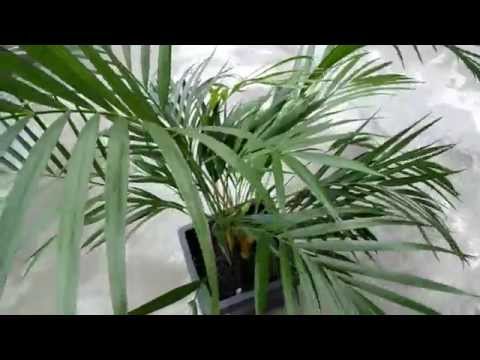 how to transplant golden cane palms