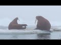 Walrus Radio Tagging 2012,B-roll, Reel 1A