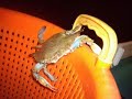 Shrimping