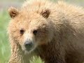 Wildlife in Alaska
