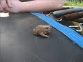 Adam and Alex on the Trampoline (Adam is the fatter one)