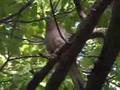 Cooing Mourning Dove [Backyard Bag Feeder Project]
