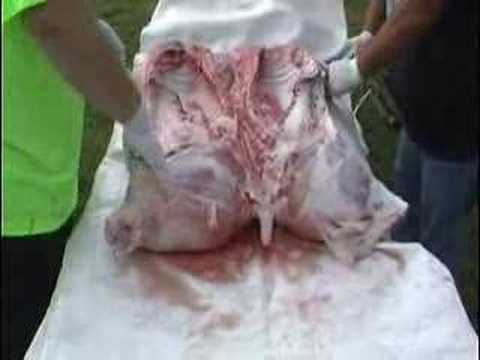 Hogskinning