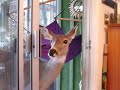 Deer in the Yard - the video Deer in the Yard - the video