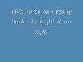 Horse Barking