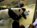 Panda Schönbrun Zoo 06. 06. 2009.