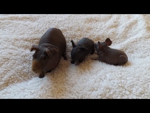 how to care guinea pig babies