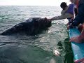 California Gray Whales - Say No To Sonar Testing - Save the Whales