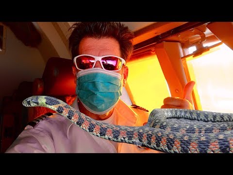 YouTube reptile video