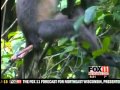 UWO grad finds thought to be extinct monkey in Borneo