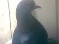 pigeon On My window pigeon On My window