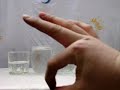 Glass ilusion - my Own version. All rights reserved (migmed)