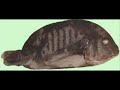 ibretlik.wmv ibretlik.wmv