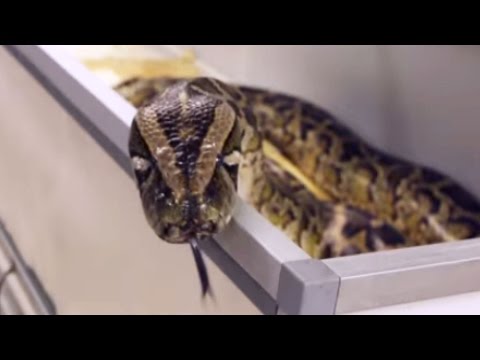 YouTube reptile video