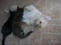 Cats sucking milk from a Dog