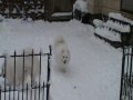 kiraleea Japanese spitz