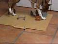 Basenji