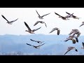 Niederrhein Wildgänse - Fotoexkursion im Naturschutzgebiet Düffel
