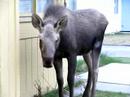 Young Urban Moose in Anchorage Neighborhood Young Urban Moose in Anchorage Neighborhood