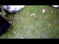 videos de Huskies at newforest