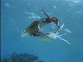 Bonaire:  Oil Slick Leap