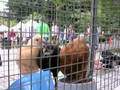 videos de Scenes From Bainbridge Island Farmers' Market