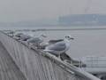 ユリカモメ着地失敗 Landing failure of a gull