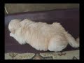 my golden retriever puppy