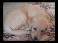 my golden retriever puppy