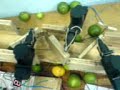 seleccionador de limones