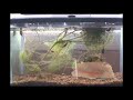 ERNIE THE CATFISH ERNIE THE CATFISH