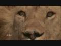 Maximus-A True Story of A King