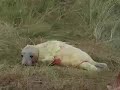 newbornseal.mov newbornseal.mov