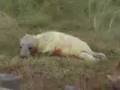 videos de newbornseal.mov