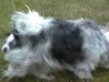 Peppels Babys 32 Tage alt