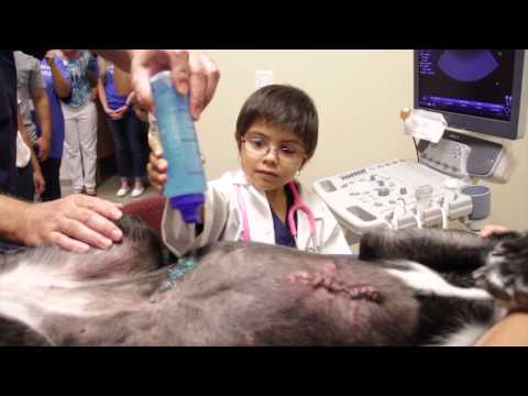 how to become veterinarian