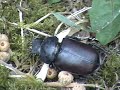 A beetle.