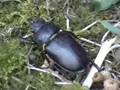 A-beetle