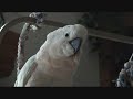 Smartest Talking Parrot, Elvis Bird!