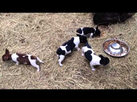 Shorty playing with brothers