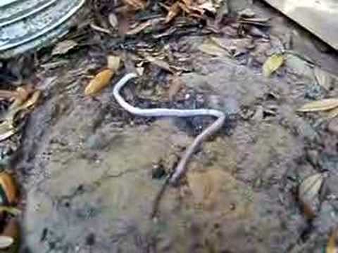 Worm Lizard 5